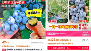 淘宝销量暴涨246%！继阳台种蔬菜、工位养香蕉之后，年轻人又开始尝试盆栽蓝莓