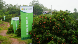 美团：关键词“荔枝”搜索量较去年同期增长179%