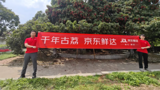 京东快递：灵山荔枝发货量同比增长超350%