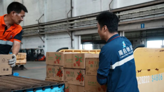 南航物流2025年荔枝运输量已突破13000吨